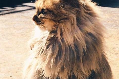 酷猫云官网，重新定义云端存储与分享的新时代