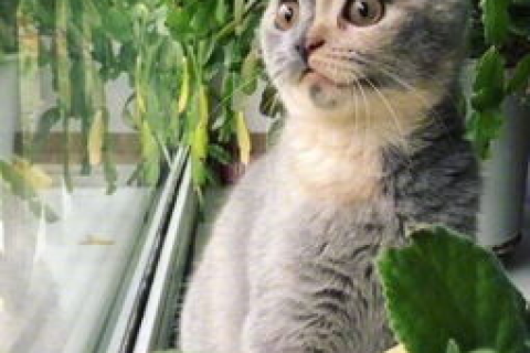 猫咪云端乐园，探索猫云官网的奇妙世界