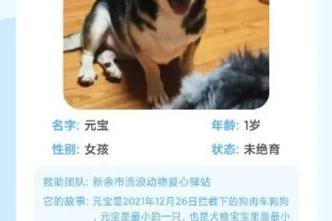 狗云官网，探索宠爱世界的无限可能
