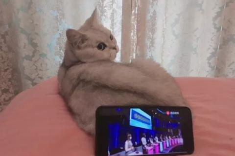 猫云稳定吗，大数据分析下的云养猫服务稳定性探讨