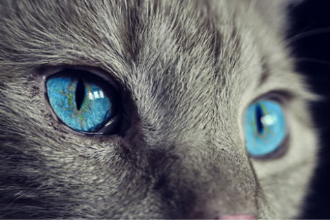 真实体验分享，探索猫云的奇妙世界，你现在也可以加入！