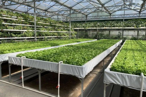 有没有到期域名查询工具，提升你的域名管理效率